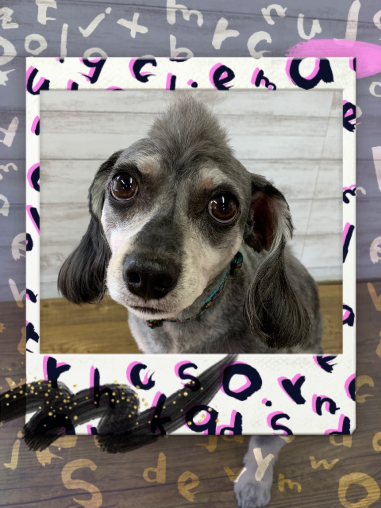 シュナウザーのミックス犬のモヒカンカットの画像
