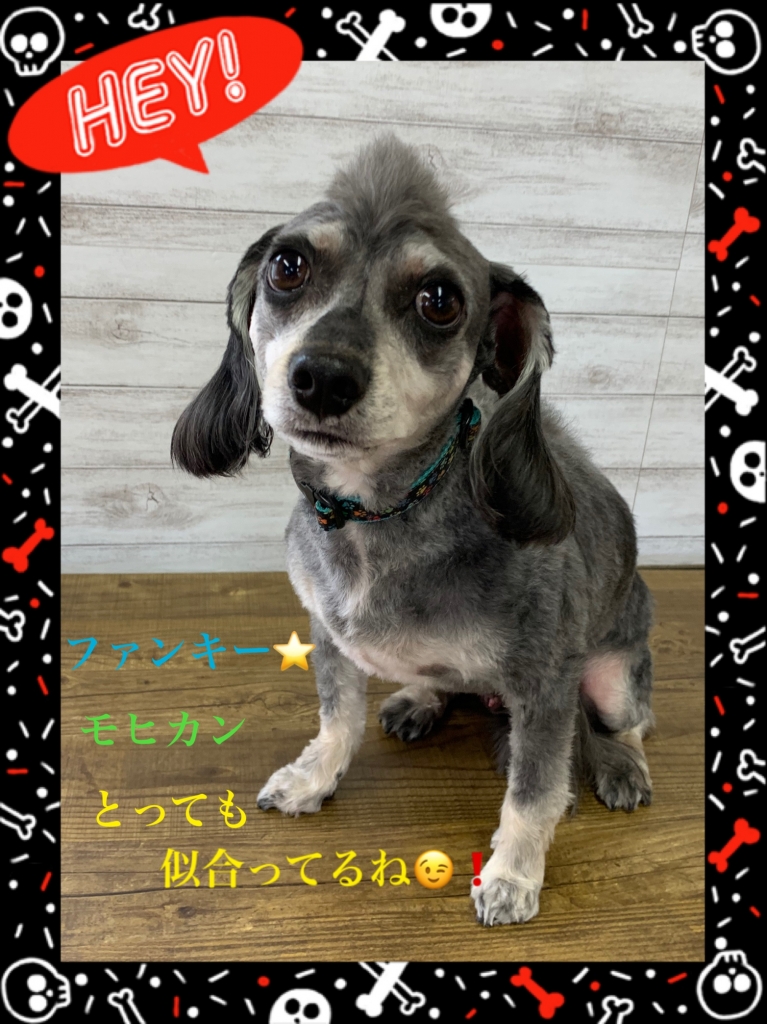 シュナウザーのモヒカンカットの画像