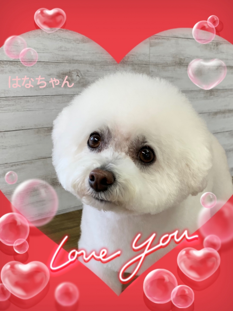 ビションフリーゼのオールシザー仕上げのカット例の画像