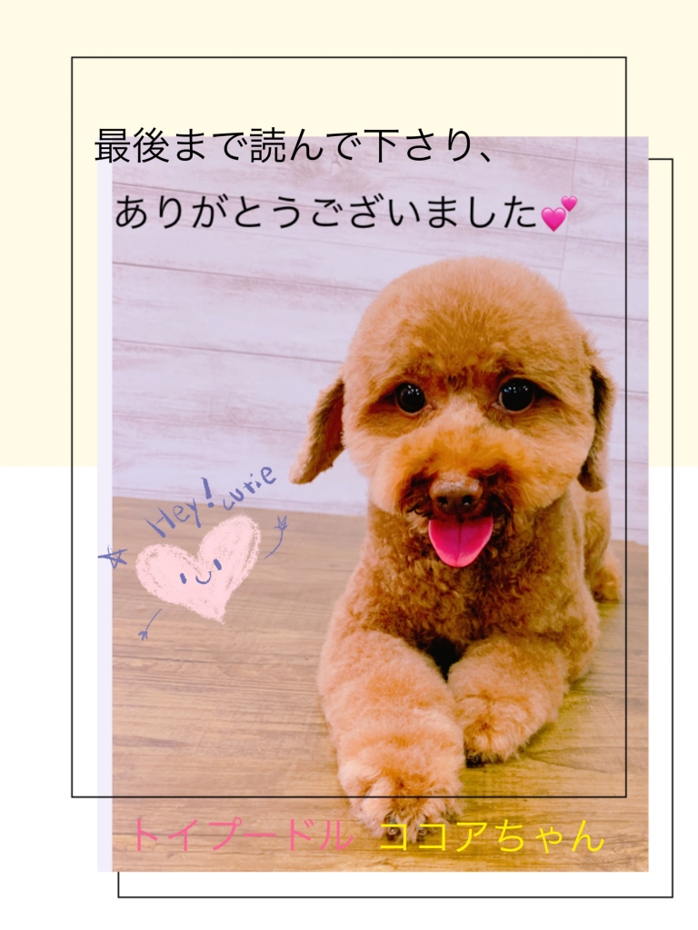 お耳を剃ったプードルのお顔のカット画像