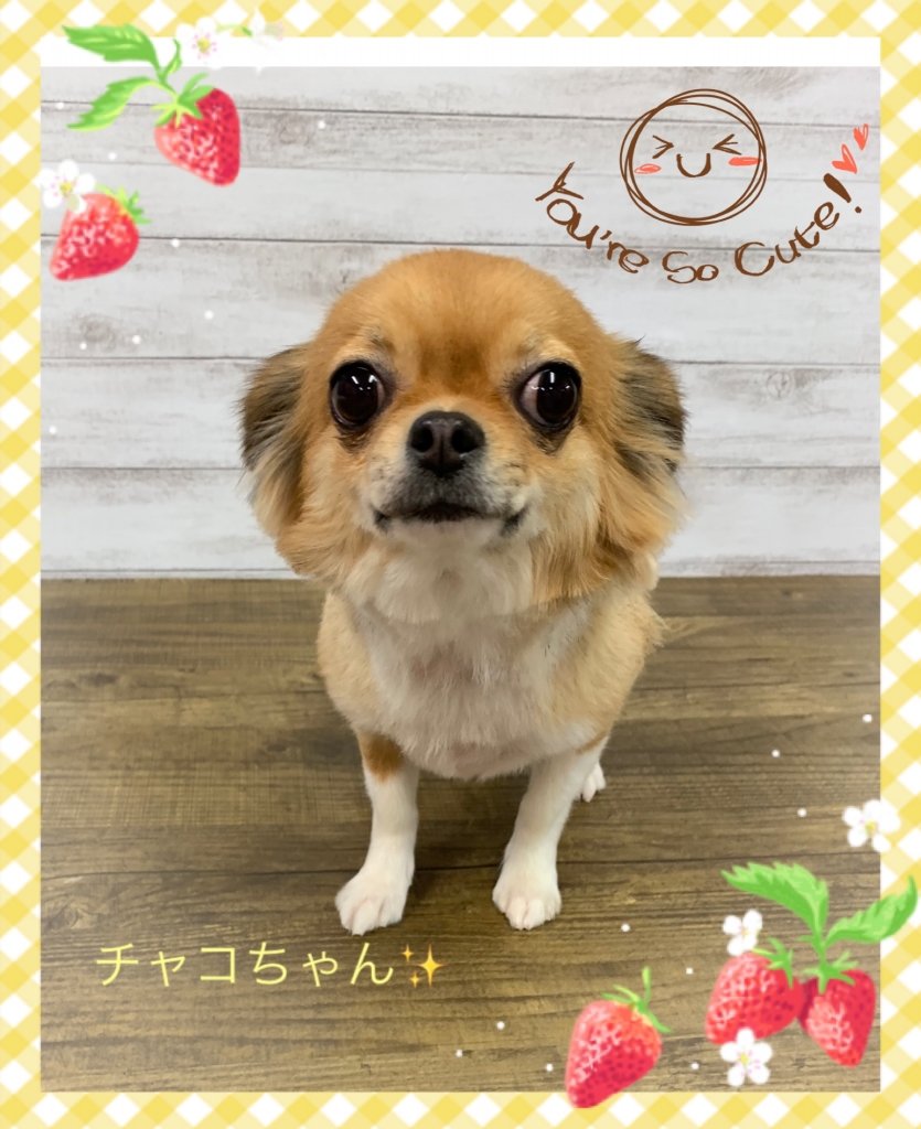 チワワ レッド&ホワイト ショートカット例