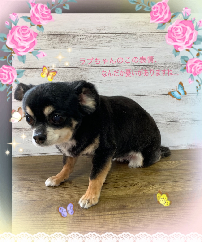 チワワ ブラックタン ショートカット例