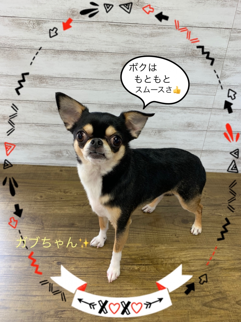 スムースチワワ ブラックタン 成犬 オス