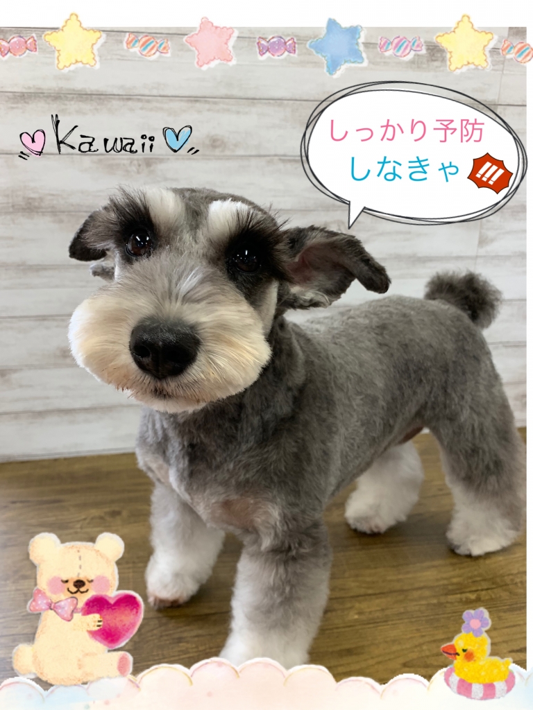 ミニチュアシュナウザーのカット例