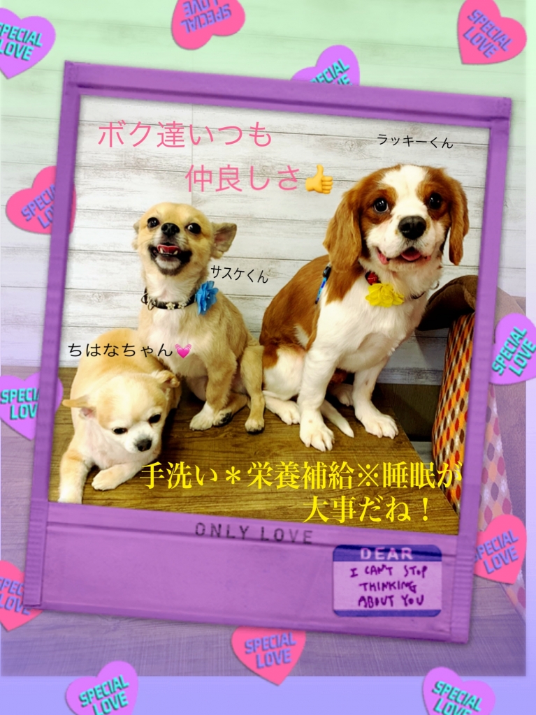 チワワ キャバリア 仲良しファミリーの画像