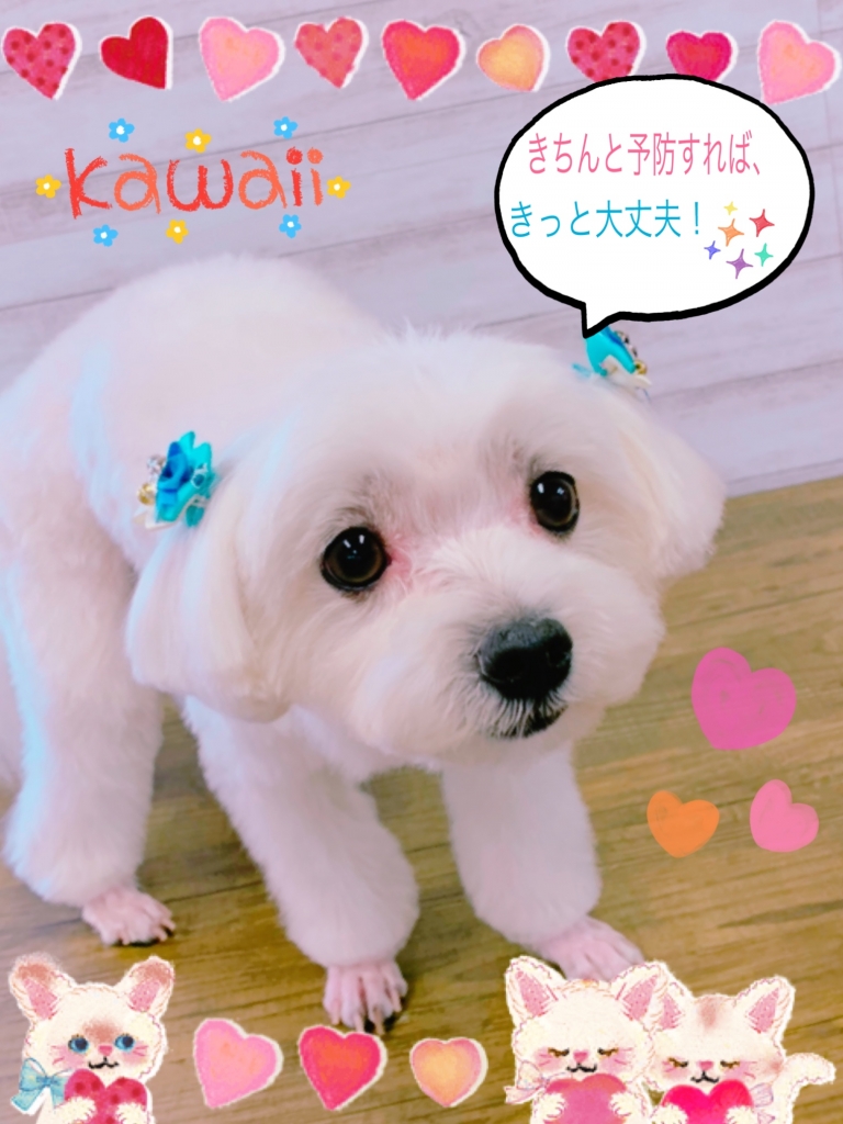 マルチーズ ミディアムカット例