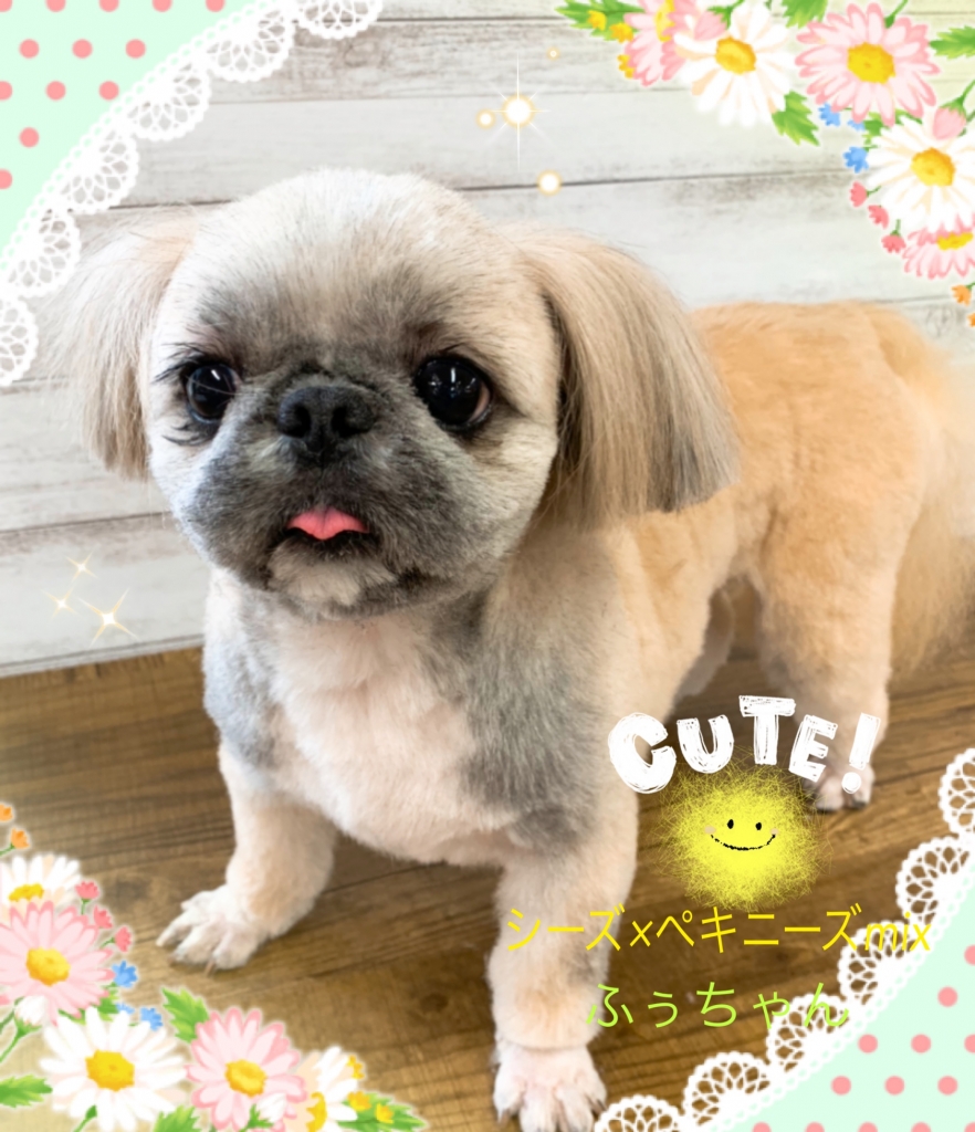 シーズペキニーズミックス犬