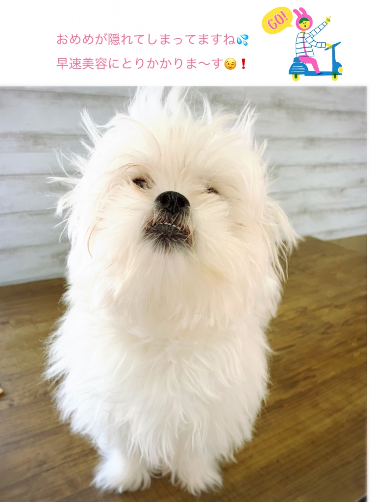 ペキニーズ ビションフリーゼ ミックス犬のカットの画像