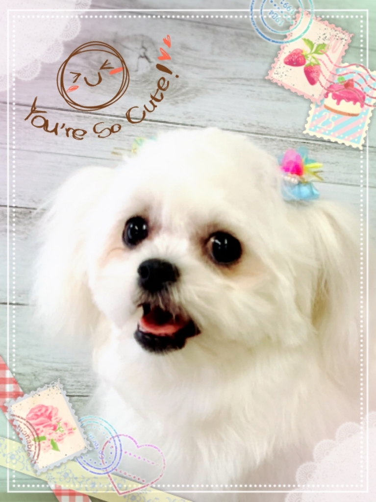 ペキニーズ ビションフリーゼ ミックス犬のカットの画像