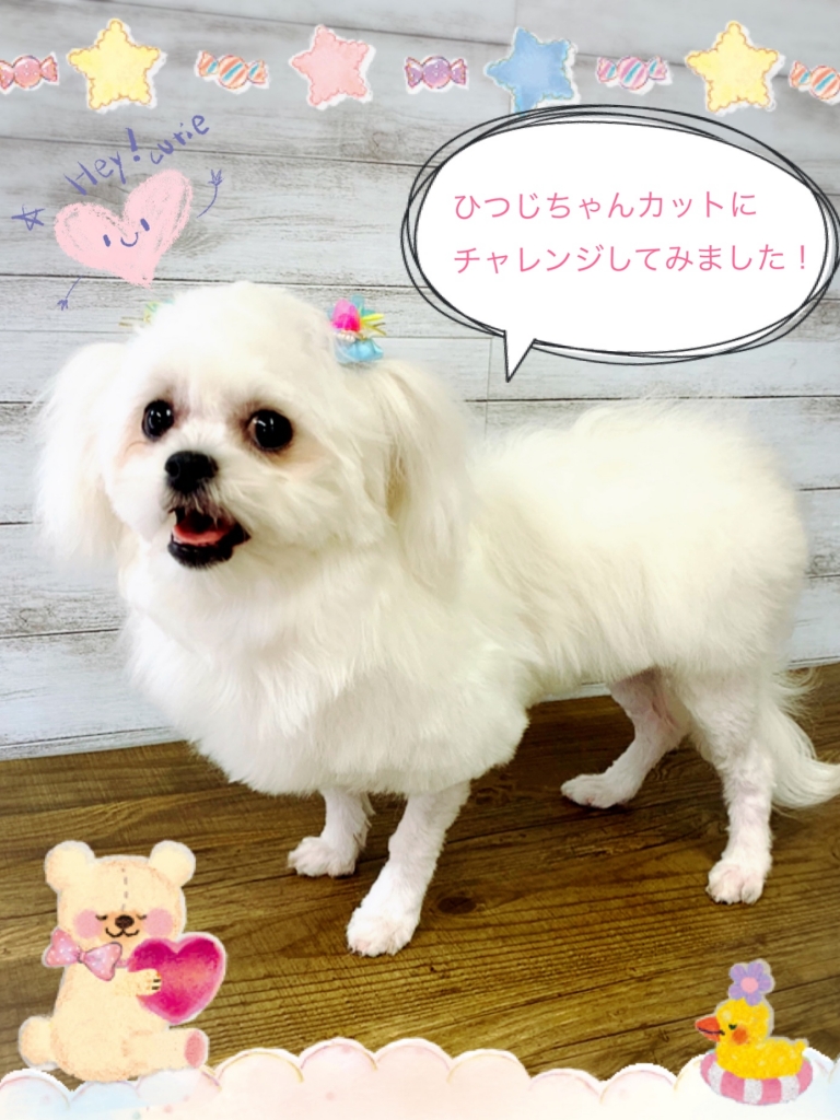 ペキニーズ ビションフリーゼ ミックス犬のカットの画像