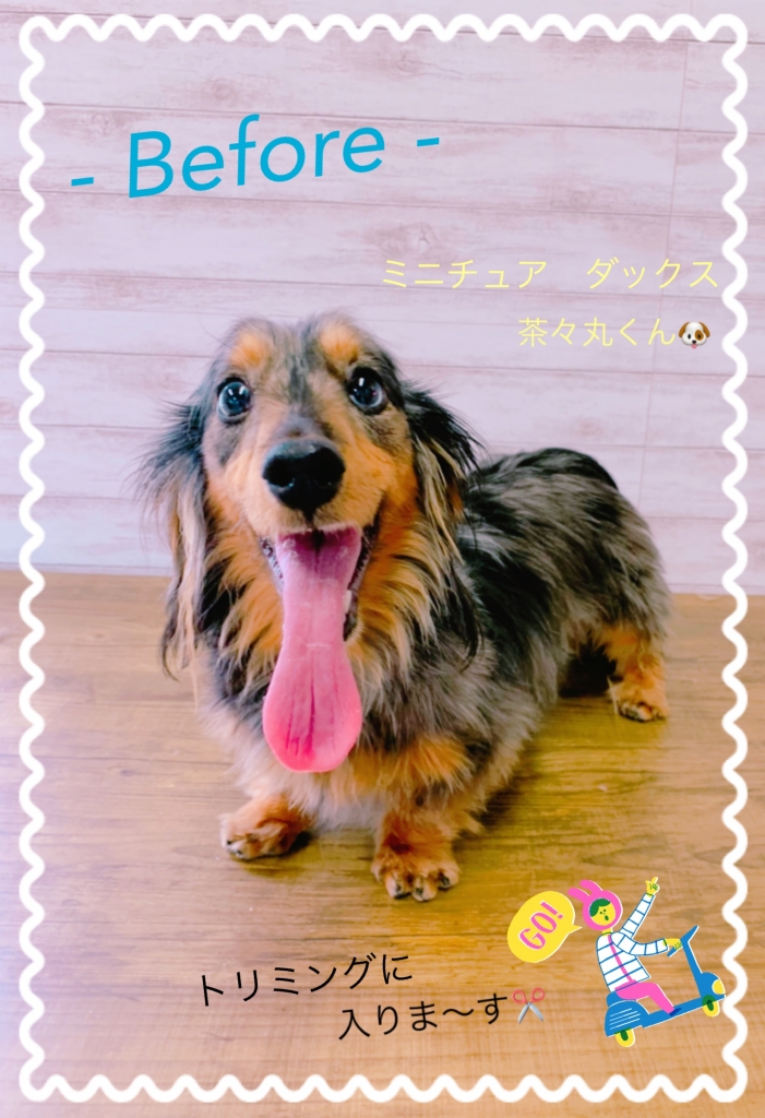 ミニチュアダックス カット前 画像