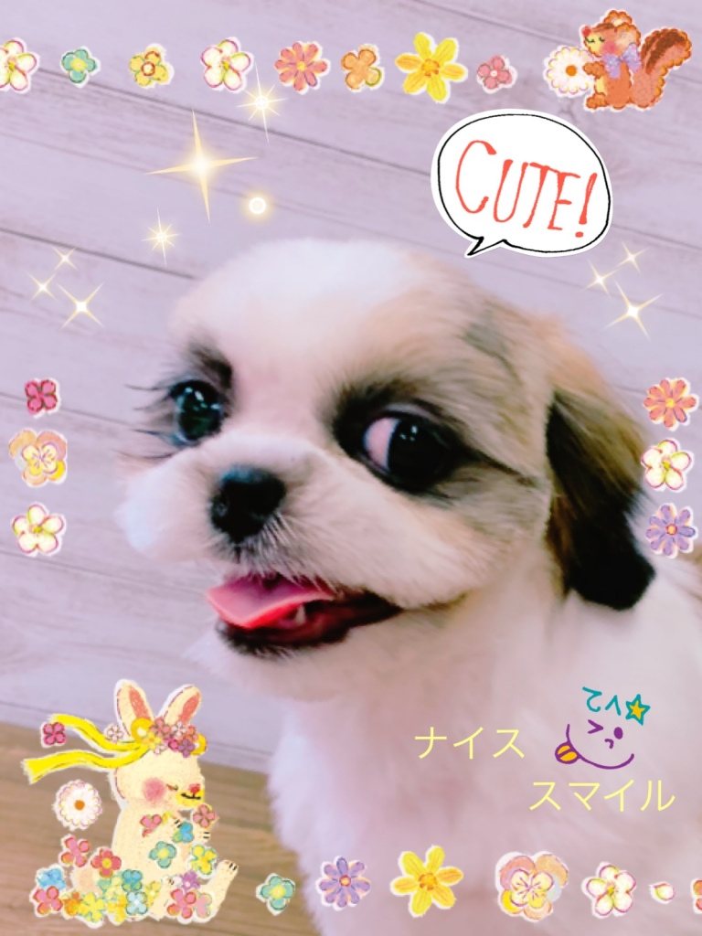 シーズー カット 顔