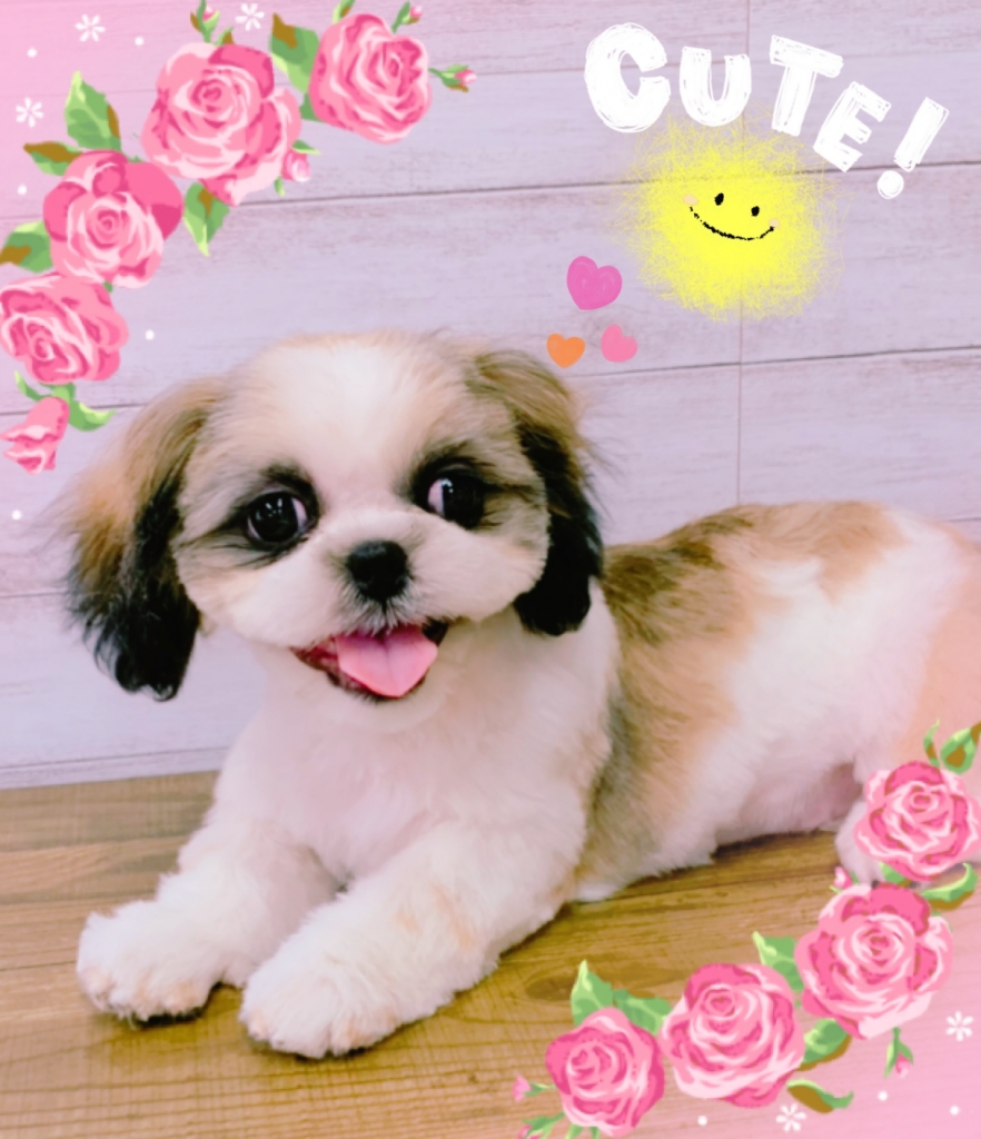 シーズー カット 例 犬