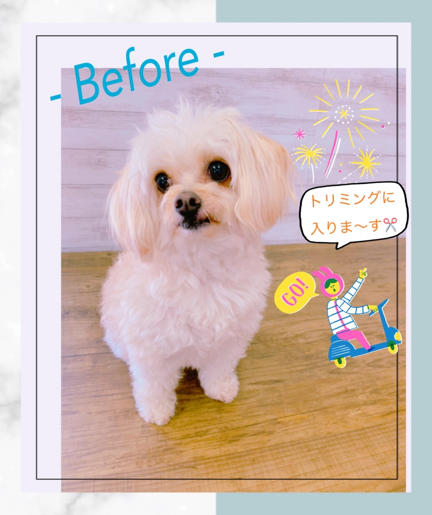 チワプー チワワ プードル ミックス犬
