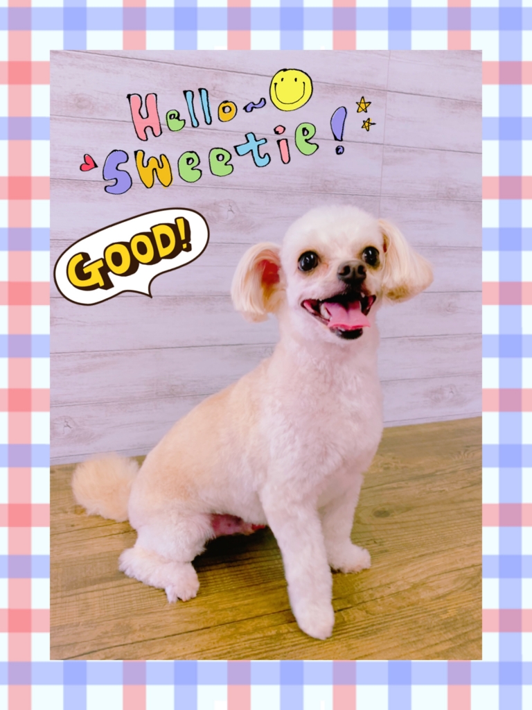 チワプー チワワ プードル ミックス犬 カット 例