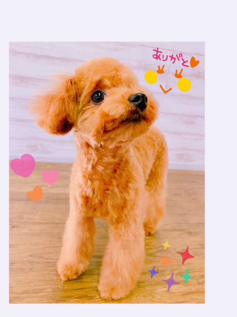 トイプードル 子犬 カット