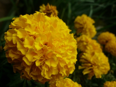 2012_香港公園_黄色