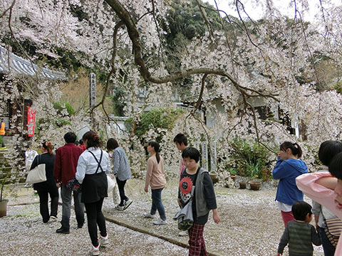 山中渓でお花見をしました マジックブルーム | 野のはな ブログ