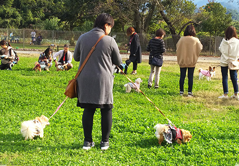 ドッグランにかわいい子犬たちが 森の小径 野のはな ブログ