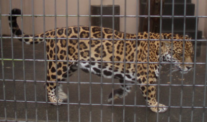 ジャガー