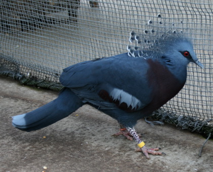 オウギバト