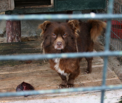 謎の犬