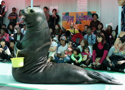 ミナミゾウアザラシ