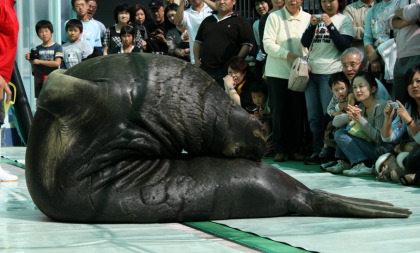 ミナミゾウアザラシ