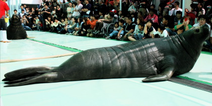 ミナミゾウアザラシ