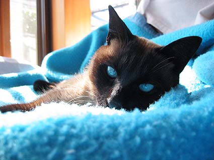 青い目の猫 Ko Jiのペットと遊ぶ