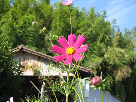 cosmos5