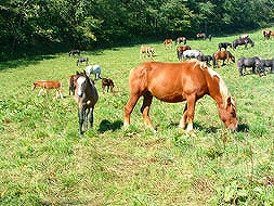馬刺し・馬肉用の馬の蓄頭数