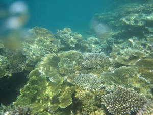 海