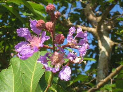 ¥ª¥ª¥Ð¥Ê¥µ¥ë¥¹¥Ù¥ê