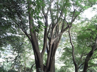 山おやじ(大榎)