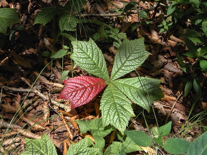 一葉紅葉