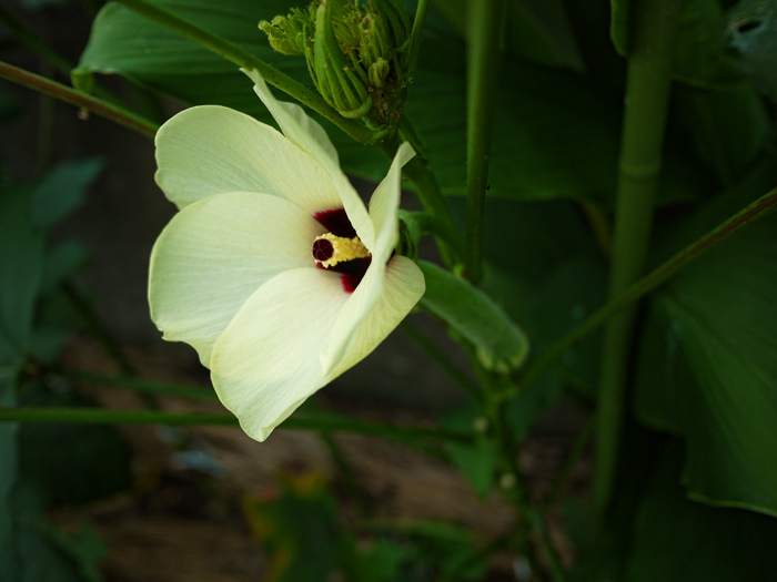 オクラの花