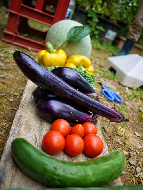 野菜収穫