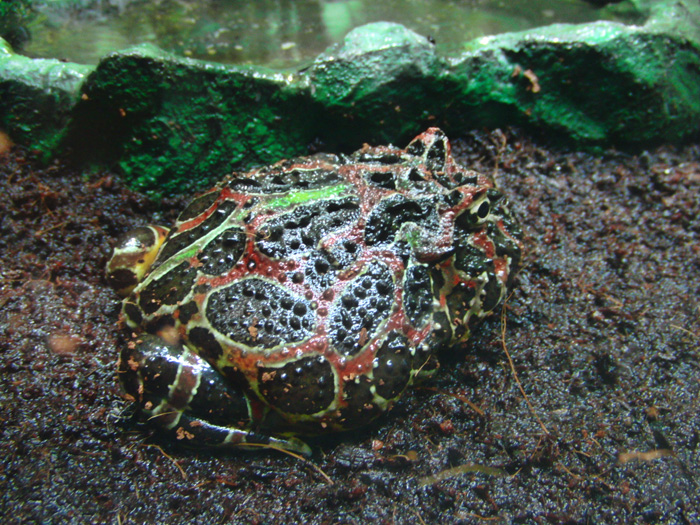 ウケルカエル