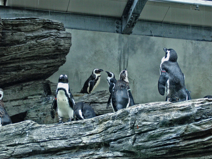 ペンギンさん