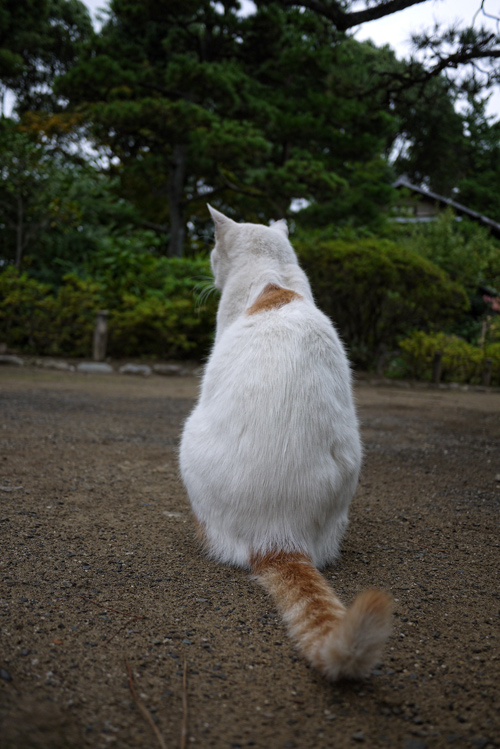 猫の後姿