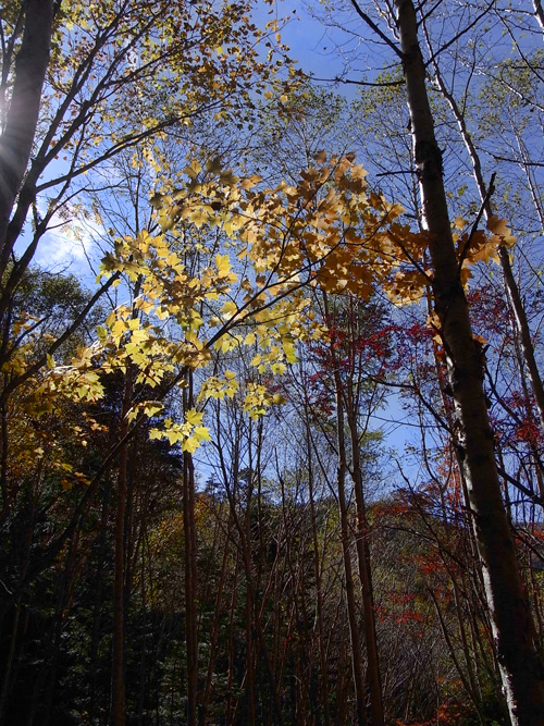楓の紅葉