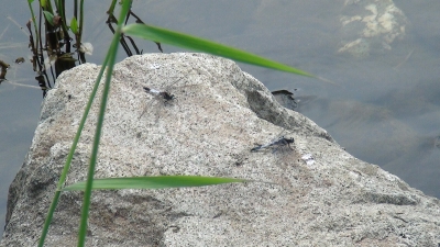 ギンヤンマ