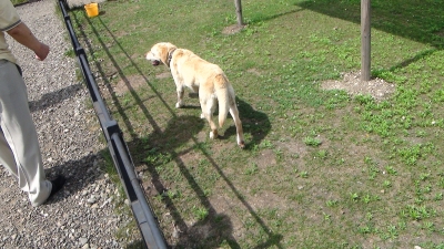 アジア食用形犬