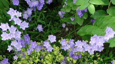 花