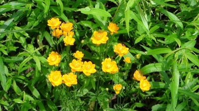 花1