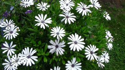 綺麗な花