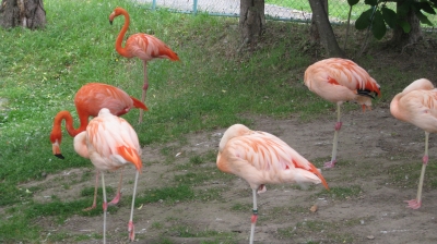 フラミンゴ