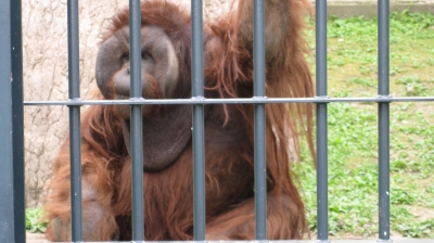 オラウータン