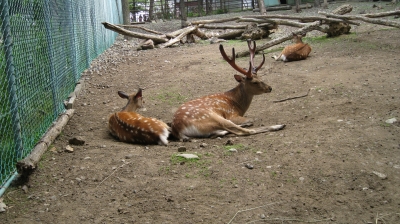 鹿」